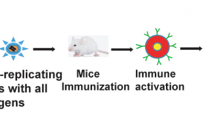 Visual description of A Novel Method of Generating Live-Attenuated, Replication-Defective DNA Viruses for Vaccine Development