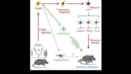 gsx1-gene-therapy-for-spinal-cord-injury