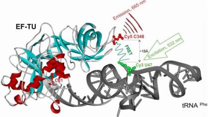 antibacterialdrugleaddevelopment_eftu-trna_figure_emanuel_goldman
