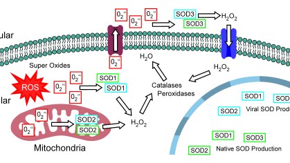 Image for HealthAdvance project An adeno-associated virus based gene therapy to prevent and reduce oxidative damage induced hearing loss