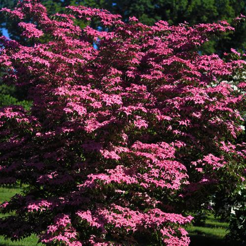 Scarlet Fire dogwood tree