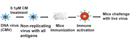 Visual description of A Novel Method of Generating Live-Attenuated, Replication-Defective DNA Viruses for Vaccine Development