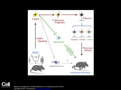 gsx1-gene-therapy-for-spinal-cord-injury