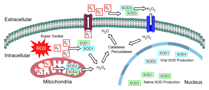 Image for HealthAdvance project An adeno-associated virus based gene therapy to prevent and reduce oxidative damage induced hearing loss
